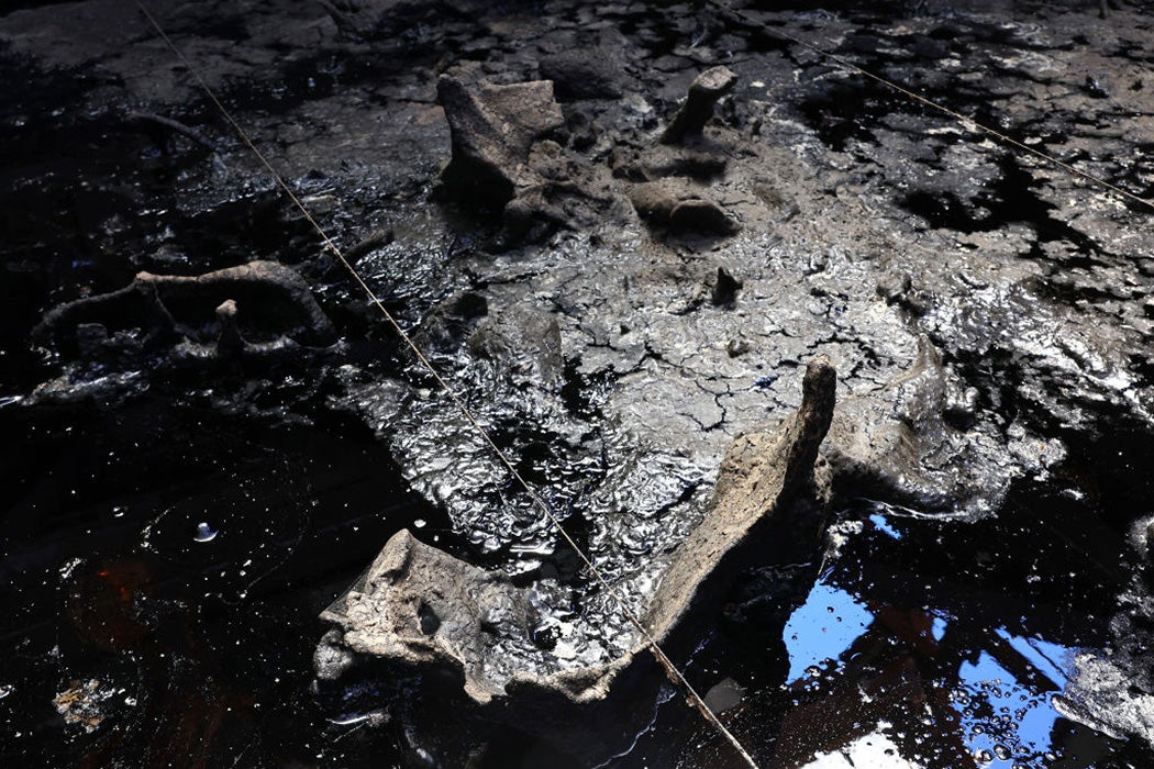 Mammal bones protrude from pit 91 at the La Brea Tar Pits on August 17, 2023 in Los Angeles, California.