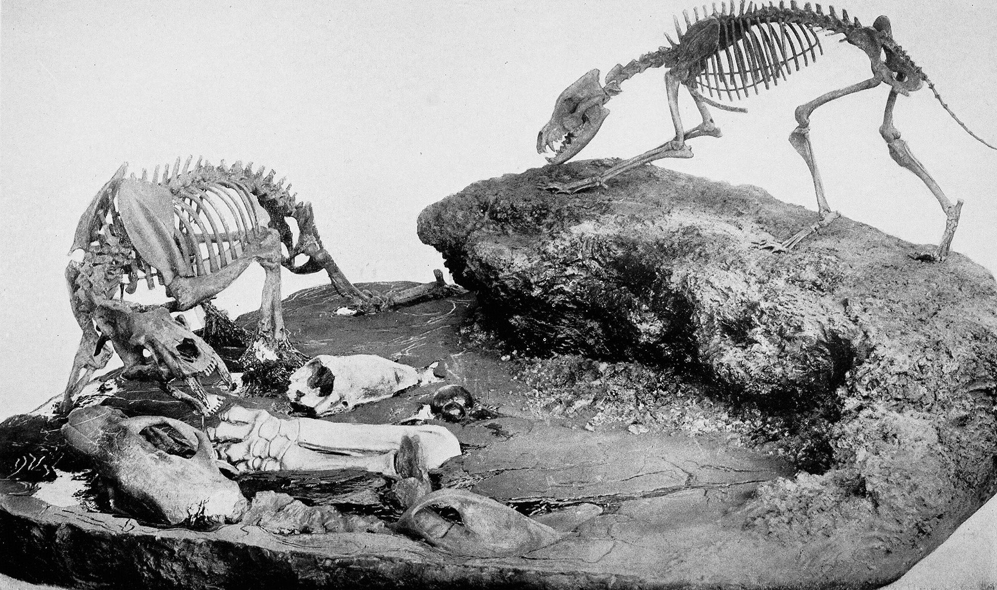 Sabre-tooth tiger (left), dire wolf (right) and ground sloth (foreground) fossils from La Brea Tar Pits