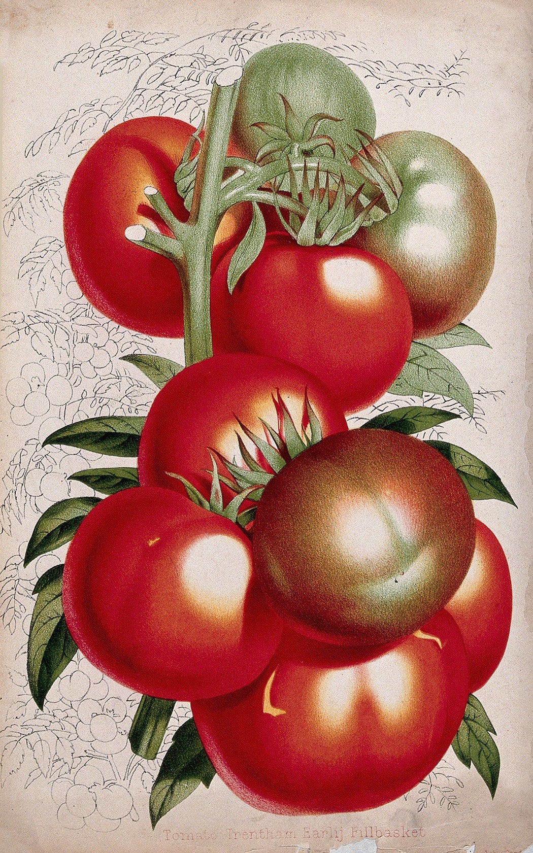 A bunch of tomatoes (Lycopersicon esculentum). Chromolithograph by P. de Pannemaeker, c. 1854.