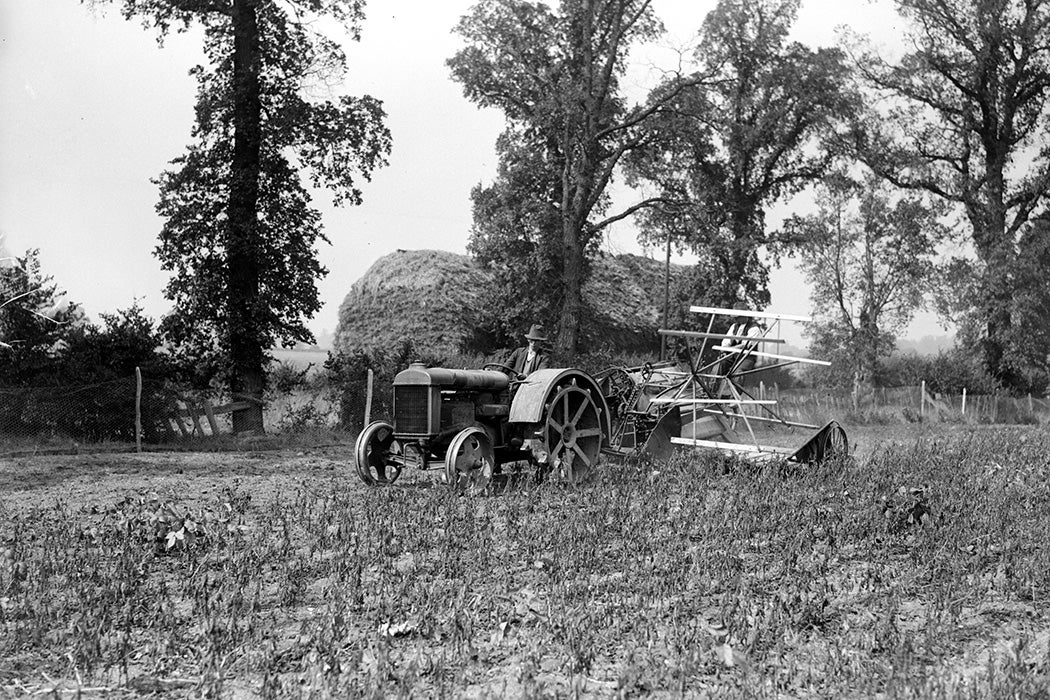 Soya beans being harvested on the Fordson estate at Boreham in Essex, 1934