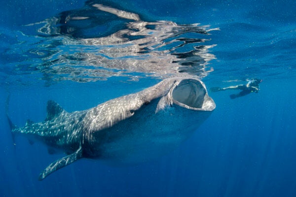 Whale shark (Rhincodon typus), Isla Mujeres, Cancun, Mexico