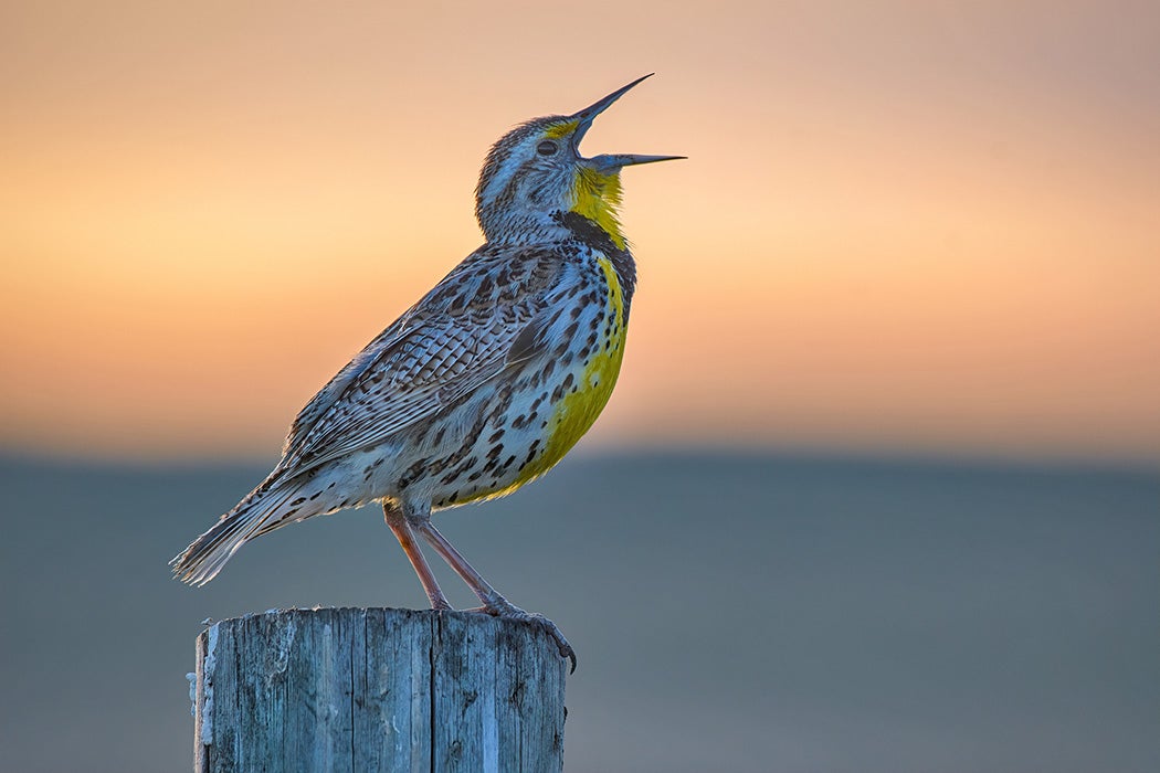 Western meadowlark singing on a fence post at sunrise in Fort Niobrara National Wildlife Refuge near Valentine, Nebraska.