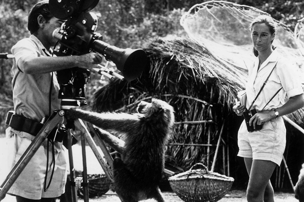 Jane Goodall watching her photographer husband, Baron Hugo Von Lawick, adjust a camera, to which a baboon is clinging, in the Gombe Reserve, east central Africa.