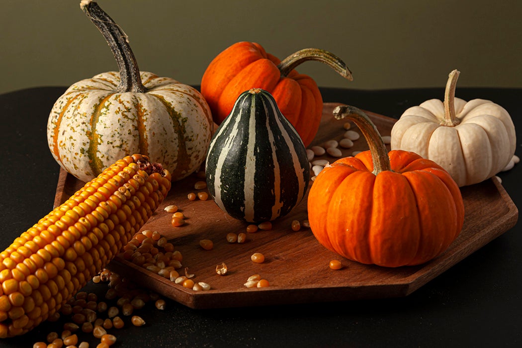 pumpkins, squashes and gourds , dried a corn cob with kernels and dried beans were randomly spread on a wooden plate on a black background.