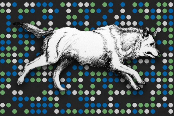 An illustrated reconstruction of the dire wolf