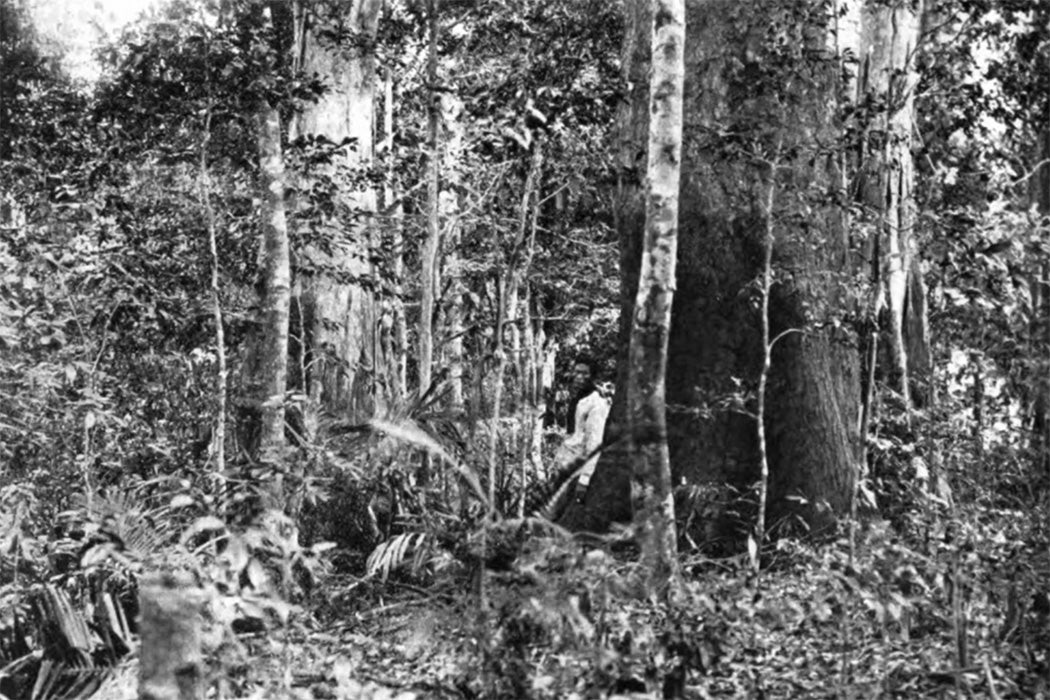 Base of the trunk of a tanguile (Shorea polysperma), Philippine Islands, with a person standing beside it for scale, 1920