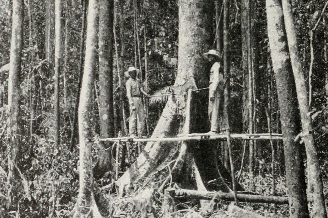 Workers for the Insular Lumber company felling a small Almon (Thorea species) in Northern Negros, 1910.