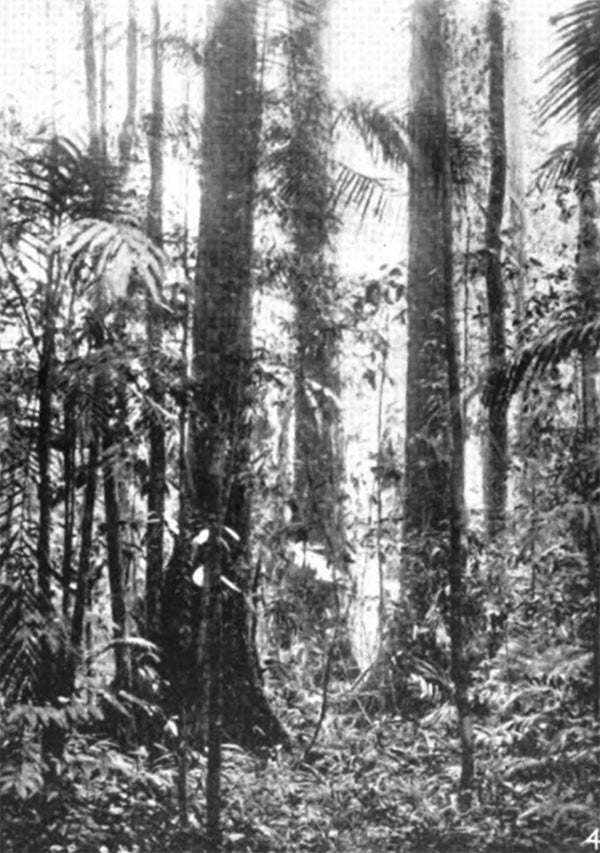 A lauan or Dipterocarp forest of the Philippine Islands. Among the species in this forest is red lauan (Shorea negrosensis), 1920